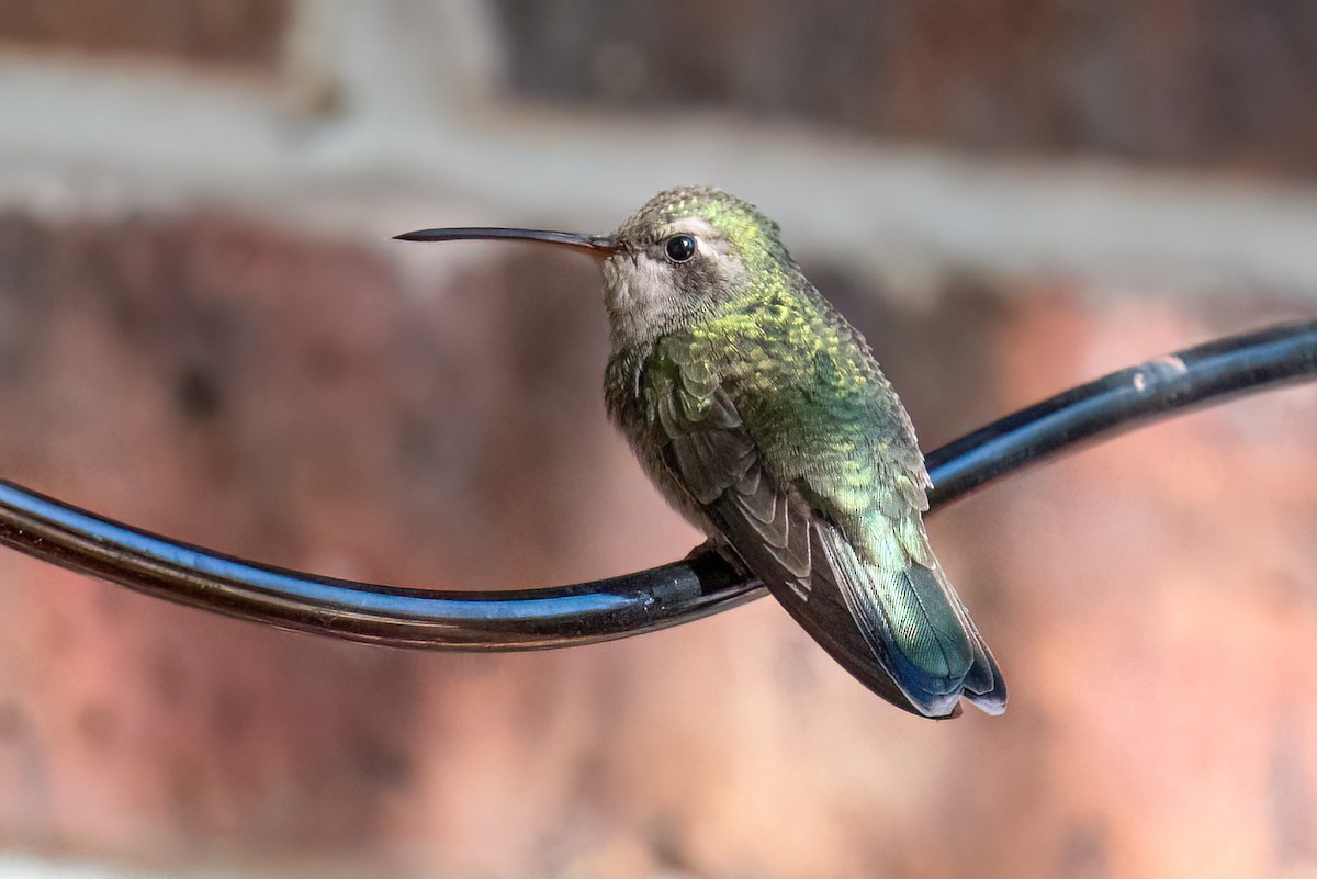 Broad-billed Hummingbird - ML503331821