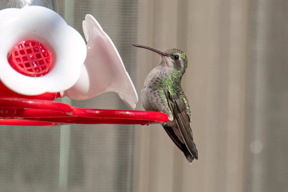 Broad-billed Hummingbird - ML503331831