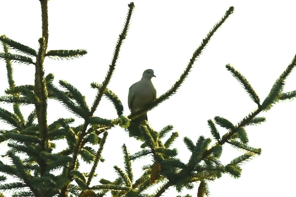 Eurasian Collared-Dove - ML503334661