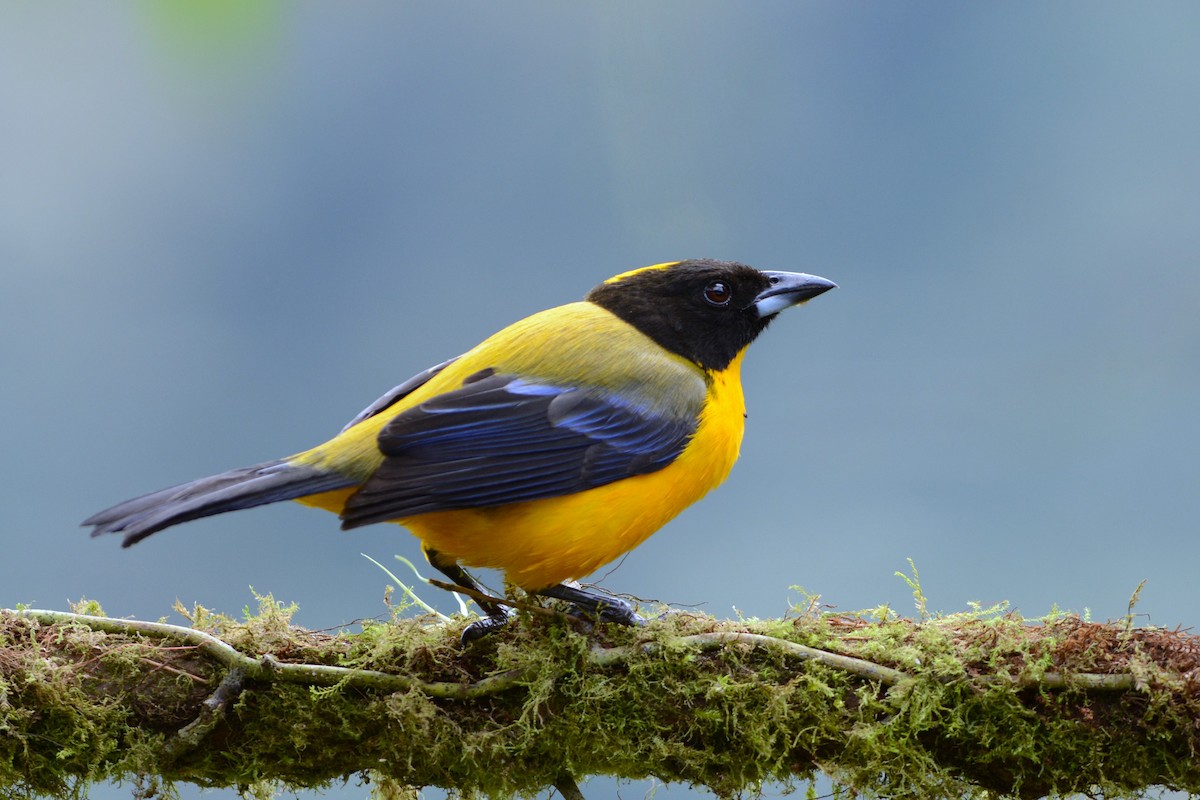 Black-chinned Mountain Tanager - David Hollie