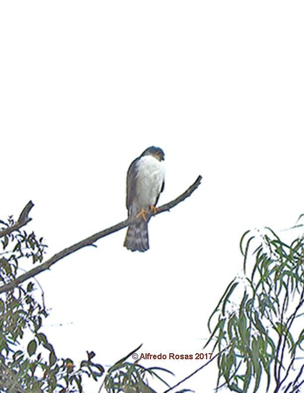 Sharp-shinned Hawk (Plain-breasted) - ML50333991