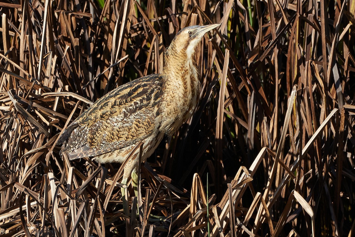 Great Bittern - Miguel Rouco