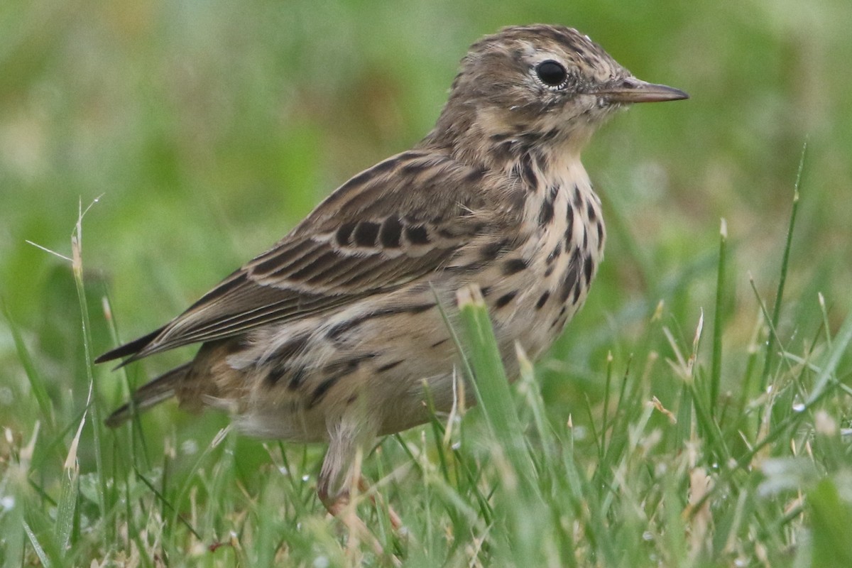 Meadow Pipit - ML50335061