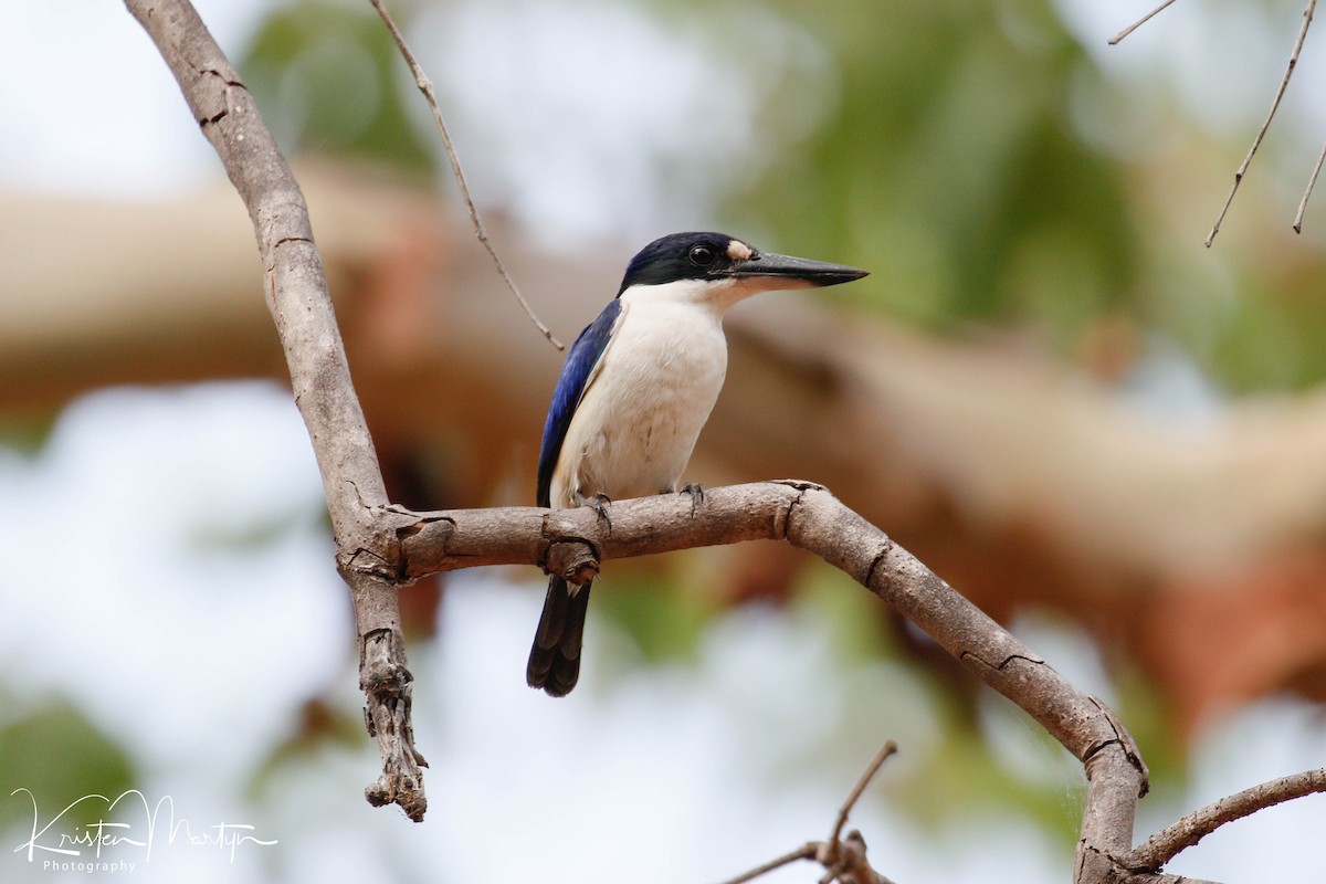 Forest Kingfisher - ML503351161
