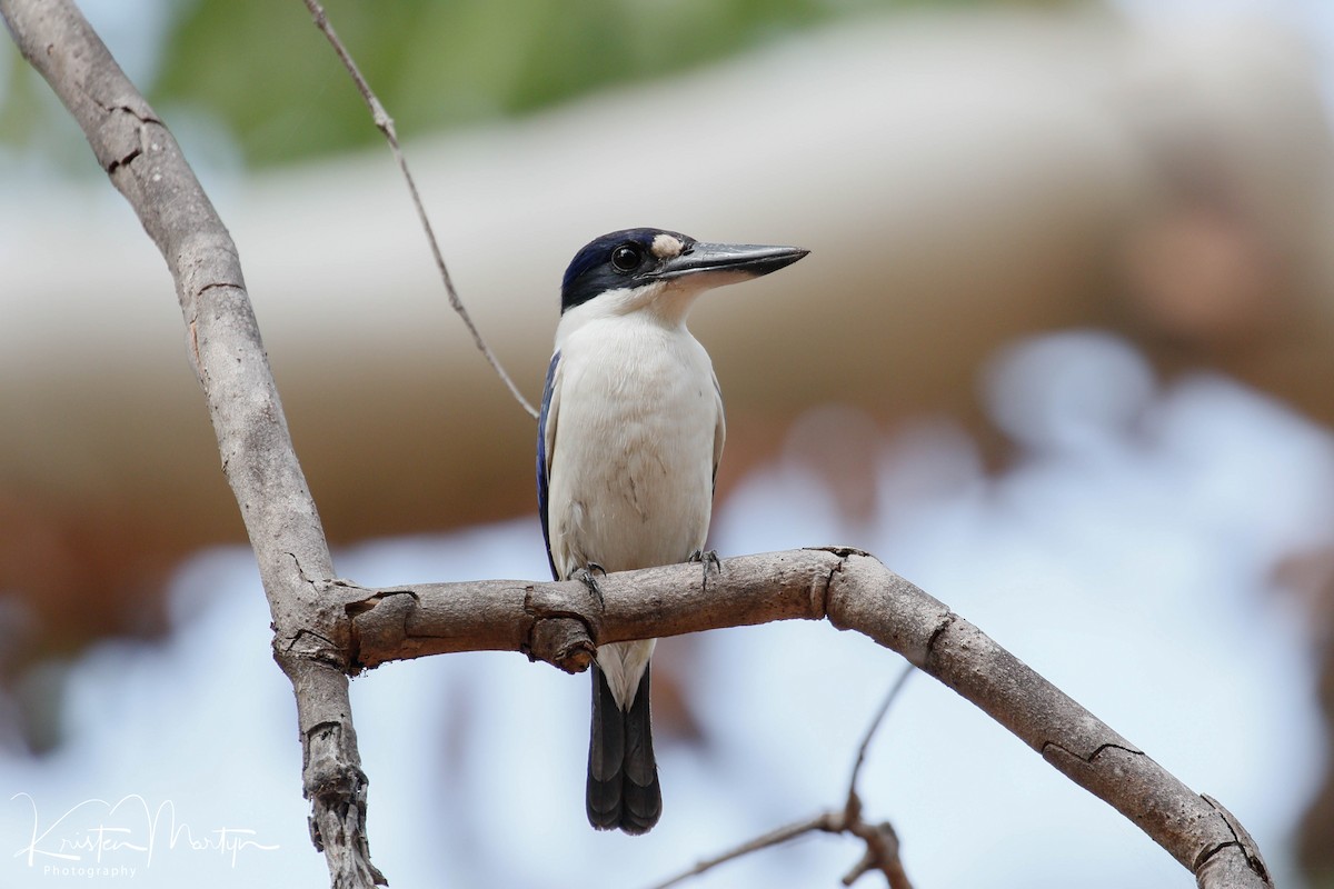 Forest Kingfisher - ML503351171