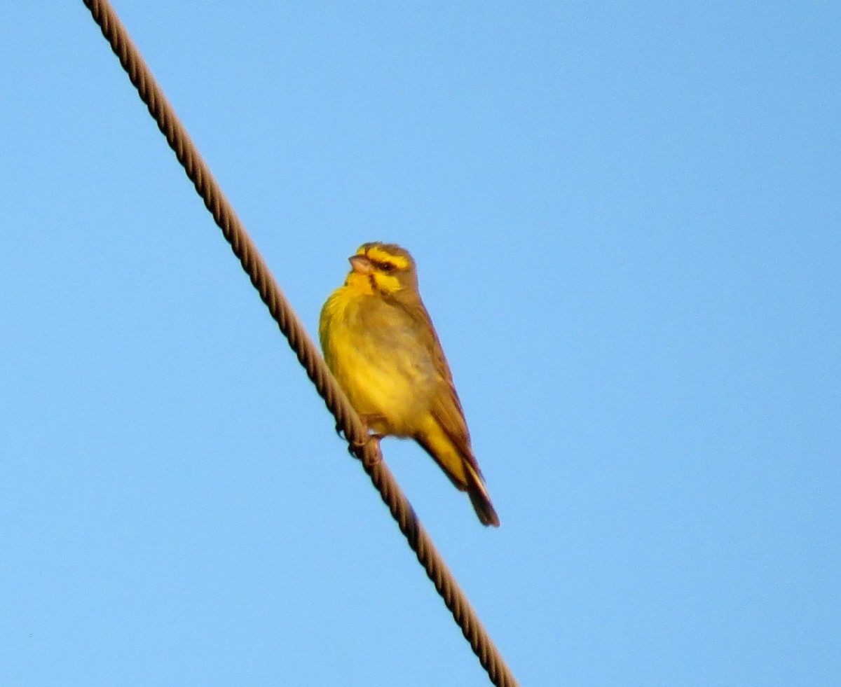 Yellow-fronted Canary - Chris Butler