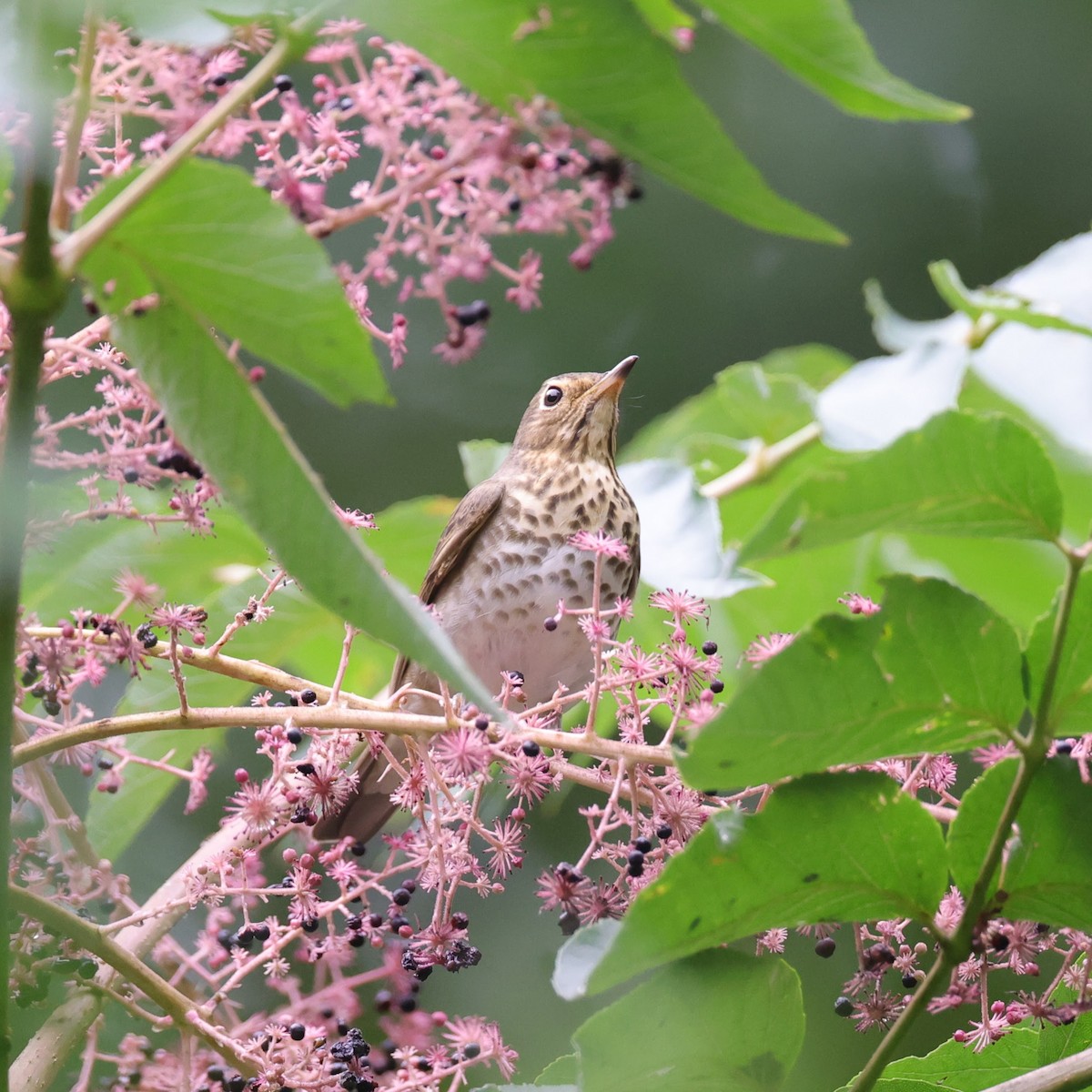 Swainson's Thrush - Chris Kennelly