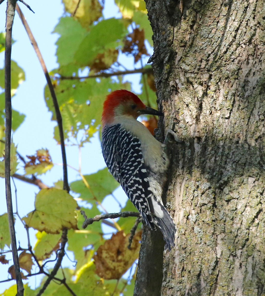 Red-bellied Woodpecker - ML503360371