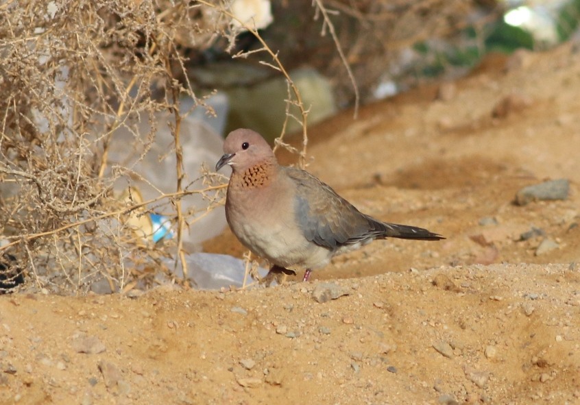 Laughing Dove - ML50336471