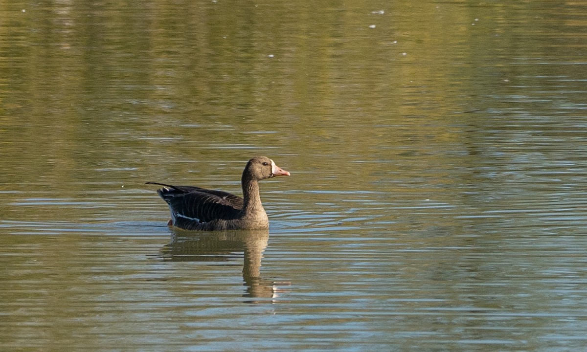 Greater White-fronted Goose - ML503365201