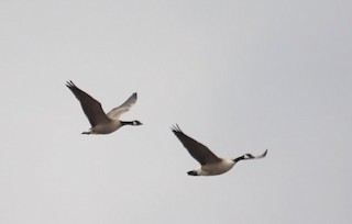 Cackling Goose (Richardson's), ML50336621