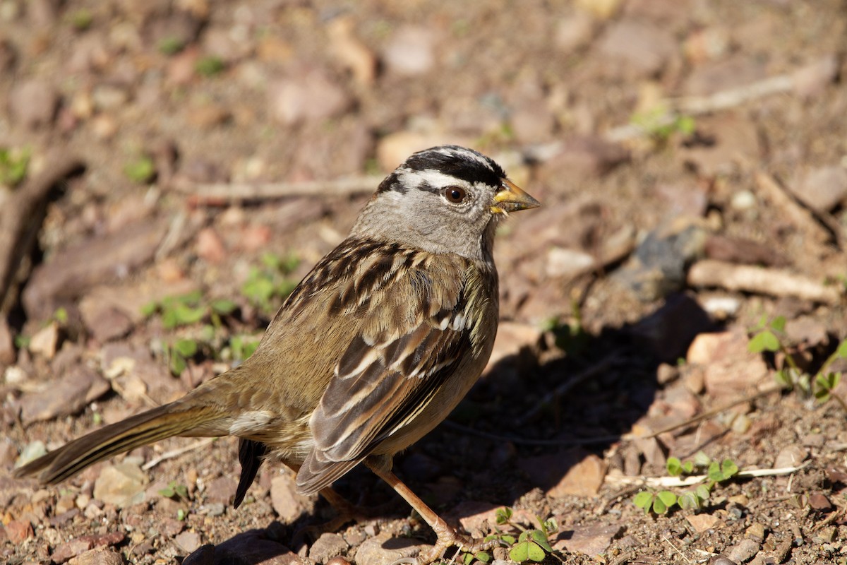 White-crowned Sparrow - ML503369041