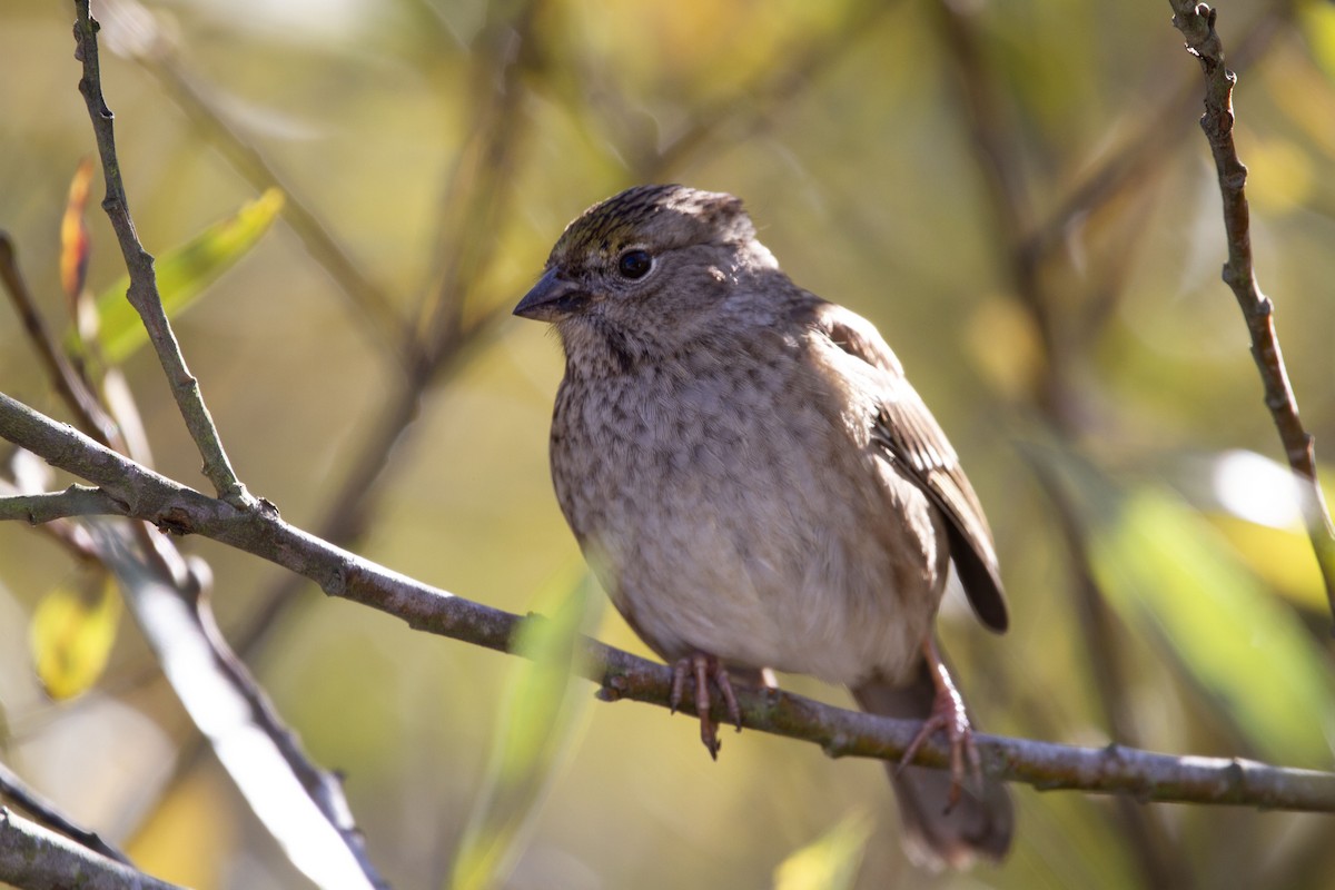 Golden-crowned Sparrow - Levi Rehberg
