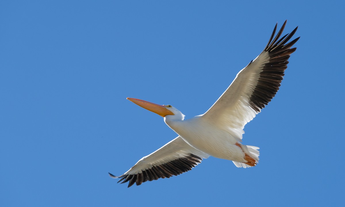 American White Pelican - ML503369151