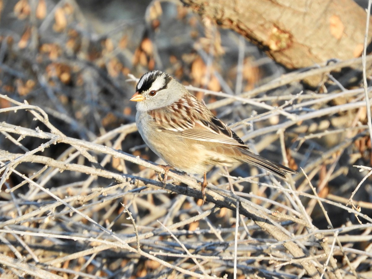 White-crowned Sparrow - ML503369741
