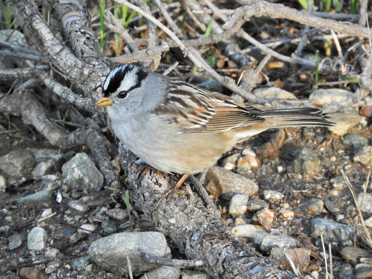 White-crowned Sparrow - ML503369751