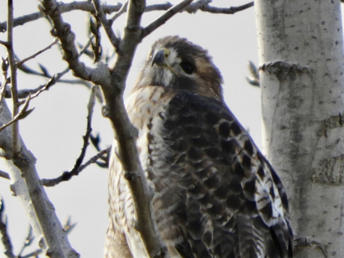 Red-tailed Hawk - ML503371751