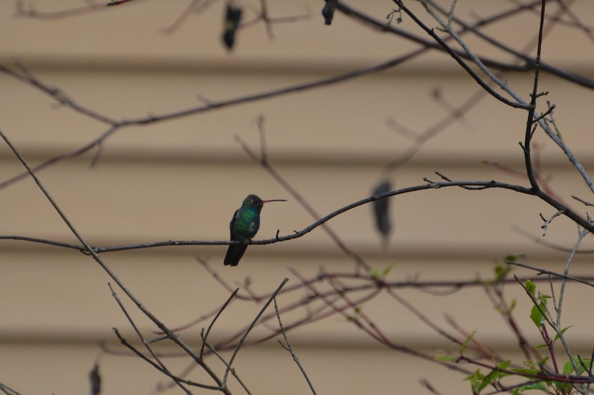 Broad-billed Hummingbird - ML503373051