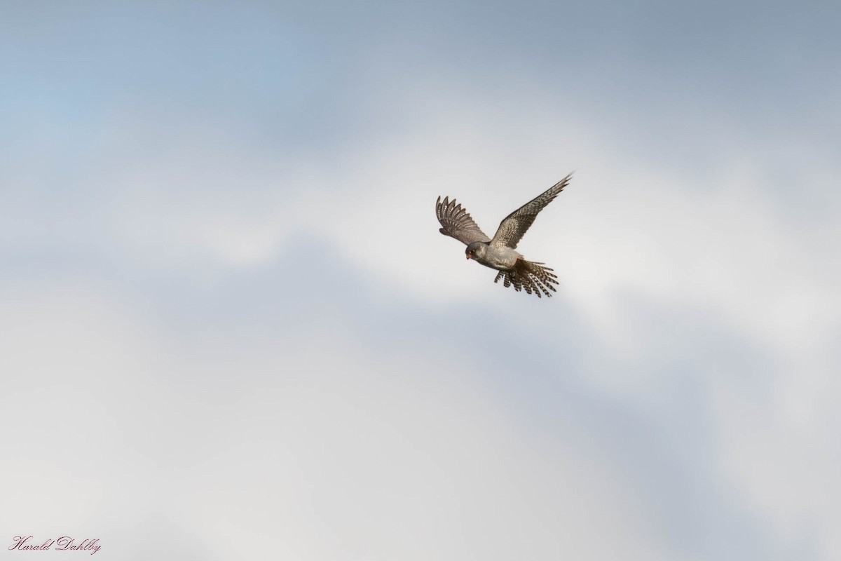 Red-footed Falcon - ML503385521