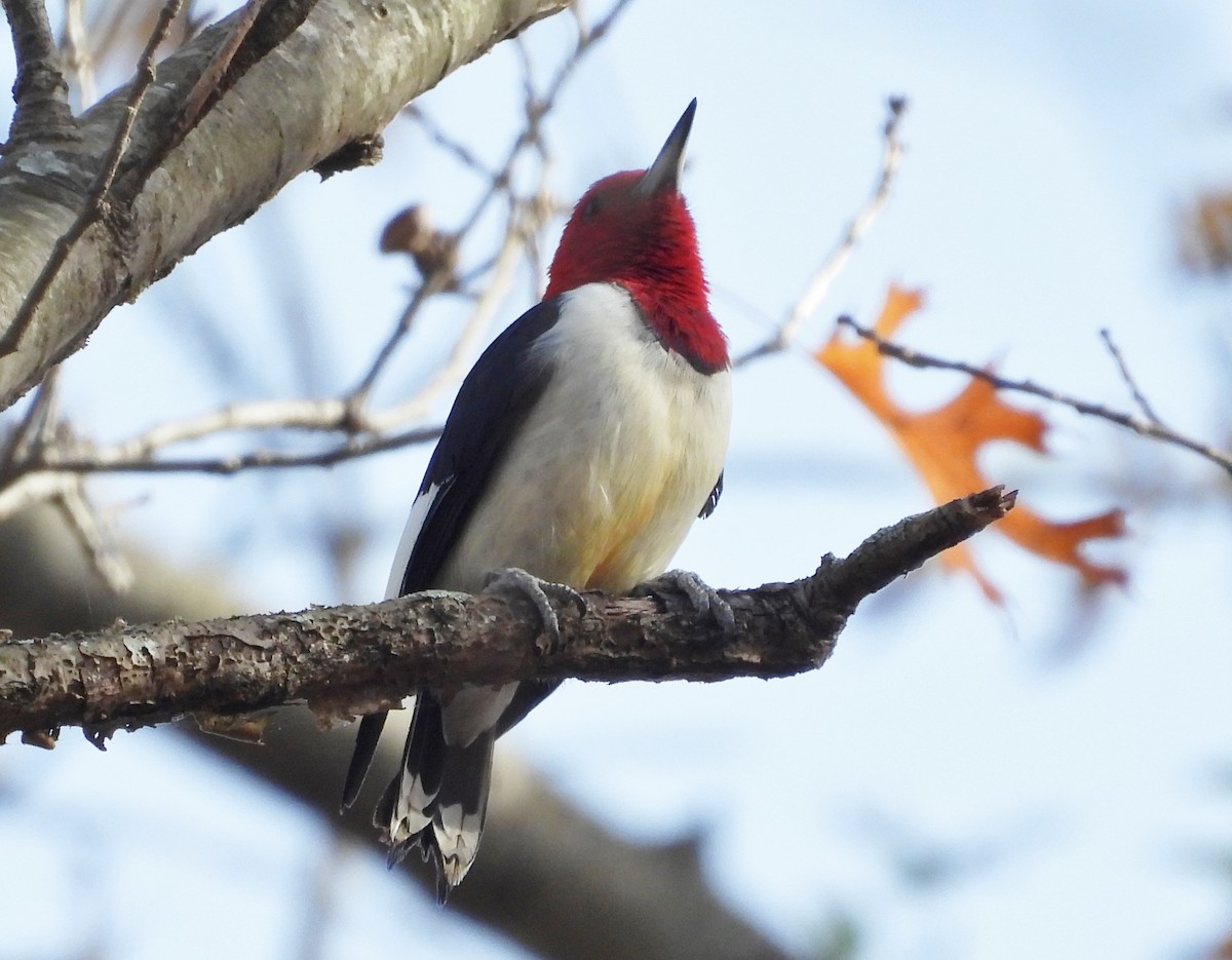 Red-headed Woodpecker - ML503399531