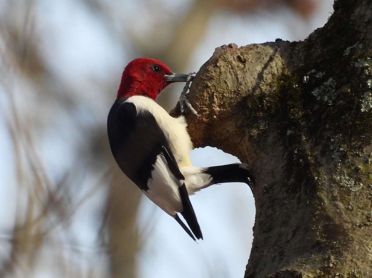 Red-headed Woodpecker - ML503399601