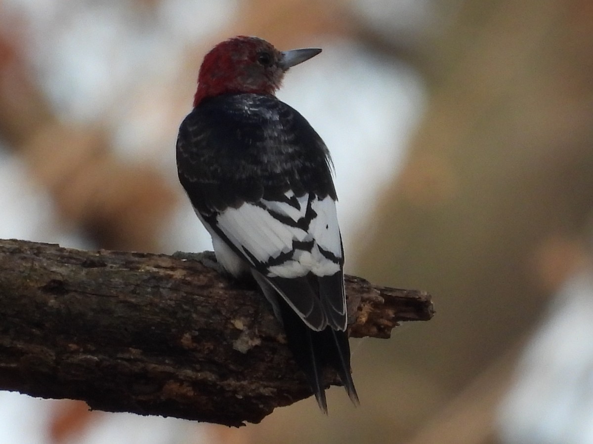 Red-headed Woodpecker - ML503399651