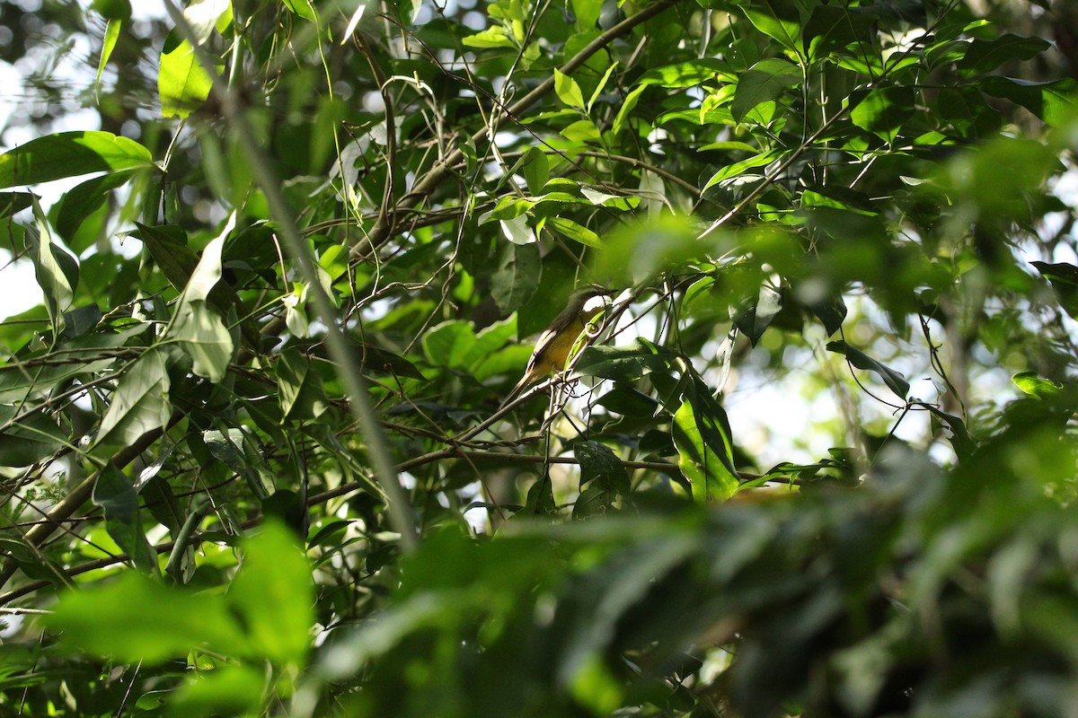 Golden-crowned Warbler - ML503401531