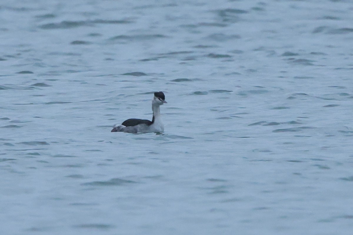 Great Crested Grebe - ML503402251