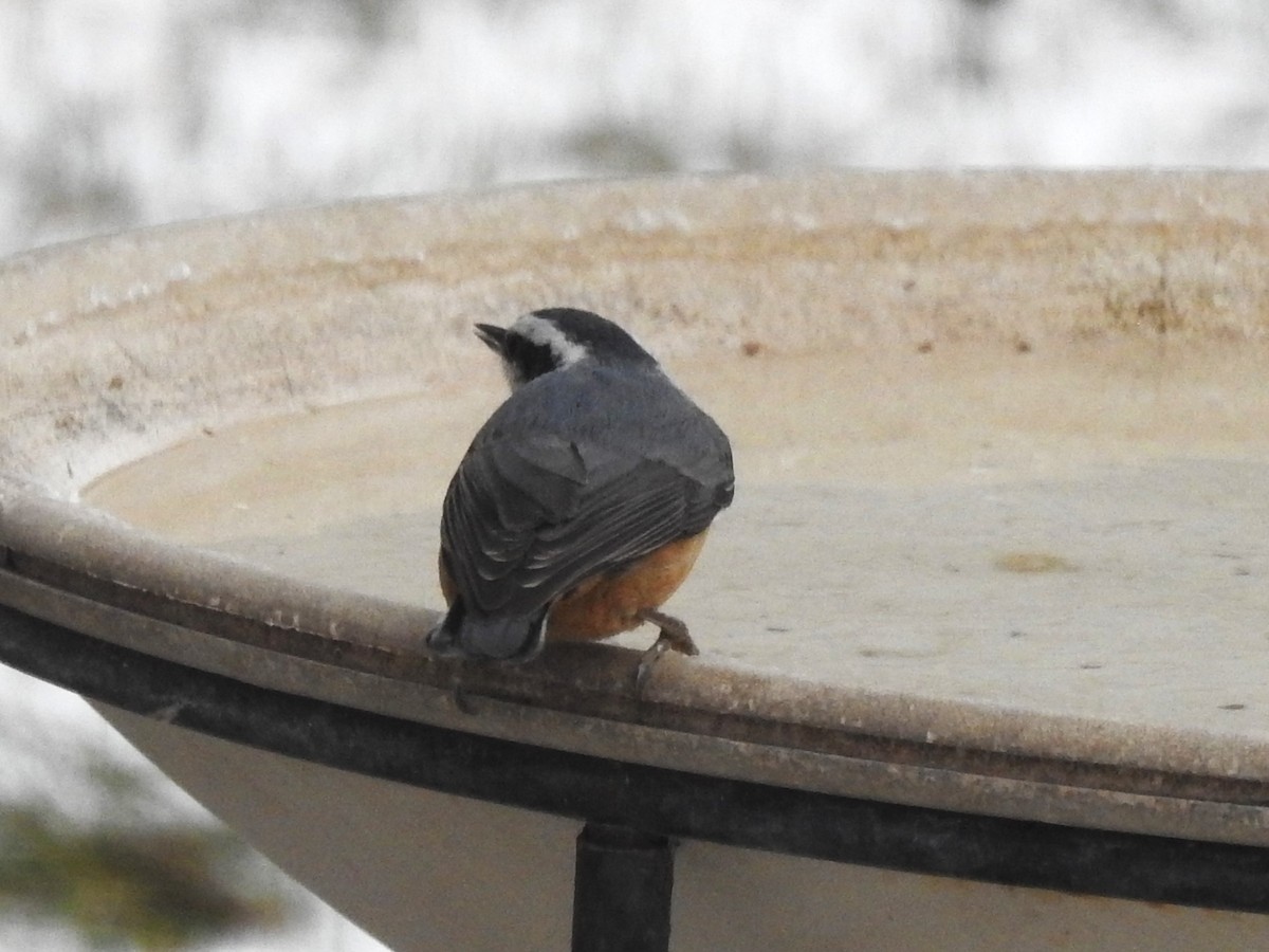 Red-breasted Nuthatch - ML503404551