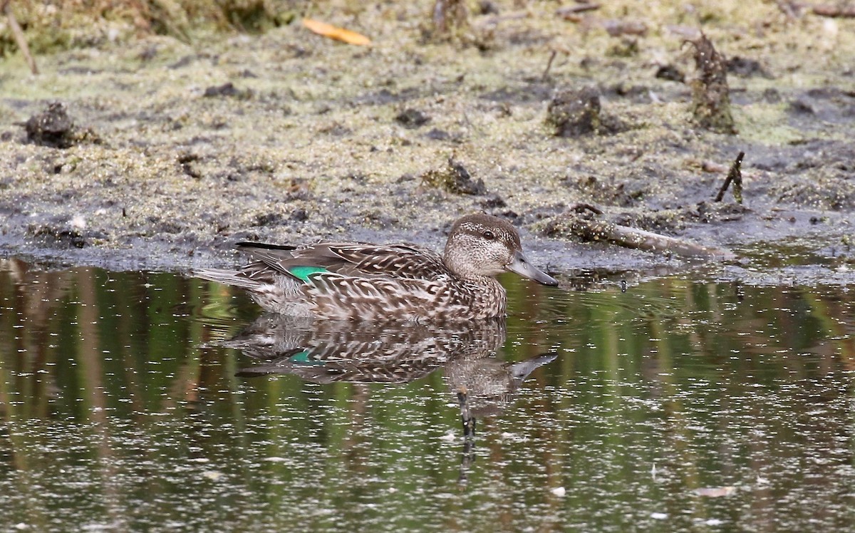 Green-winged Teal - ML503416861