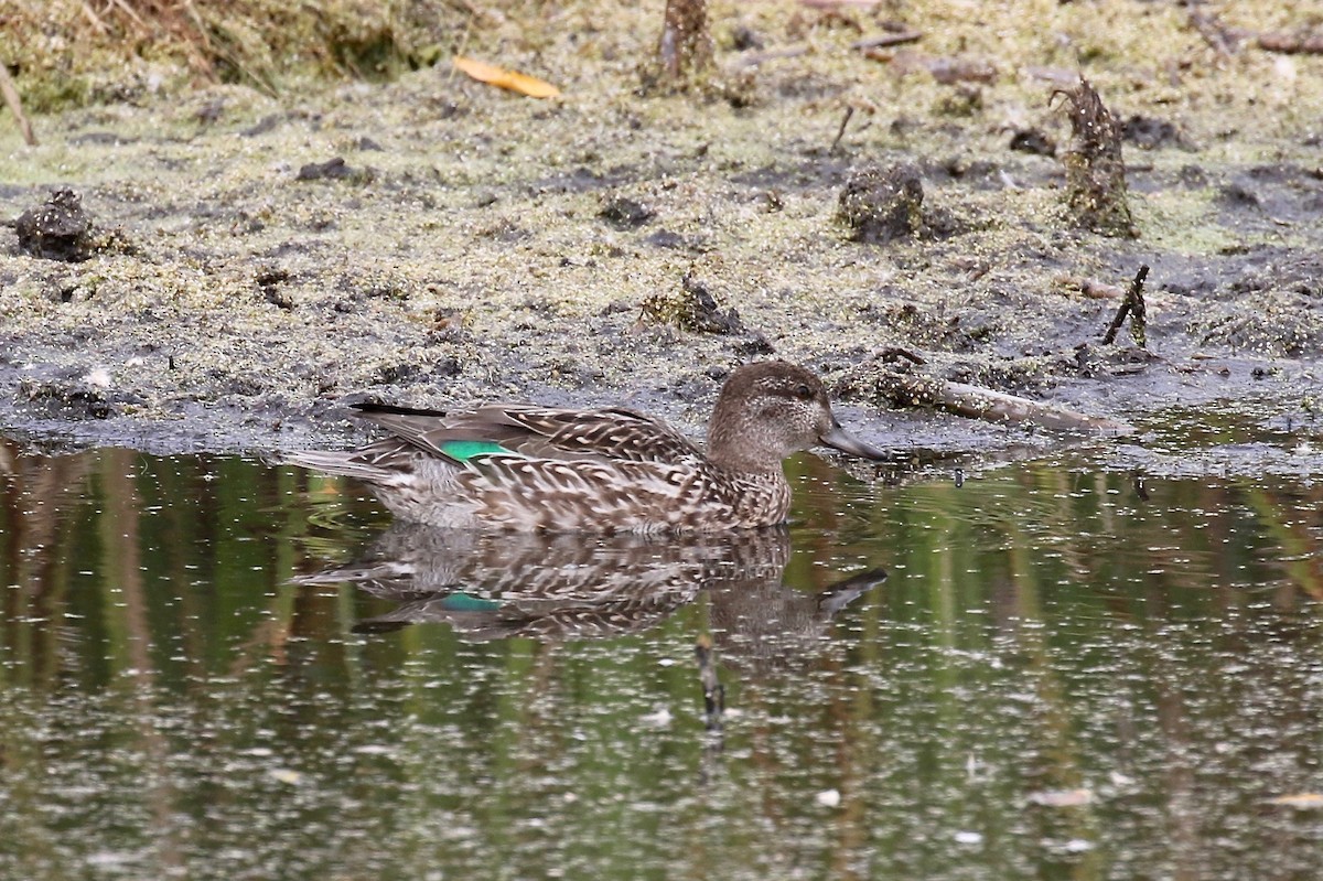Green-winged Teal - ML503416871