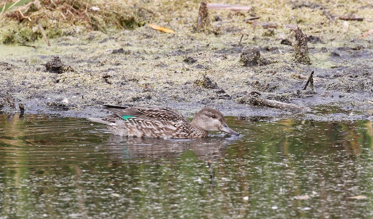 Green-winged Teal - ML503416881