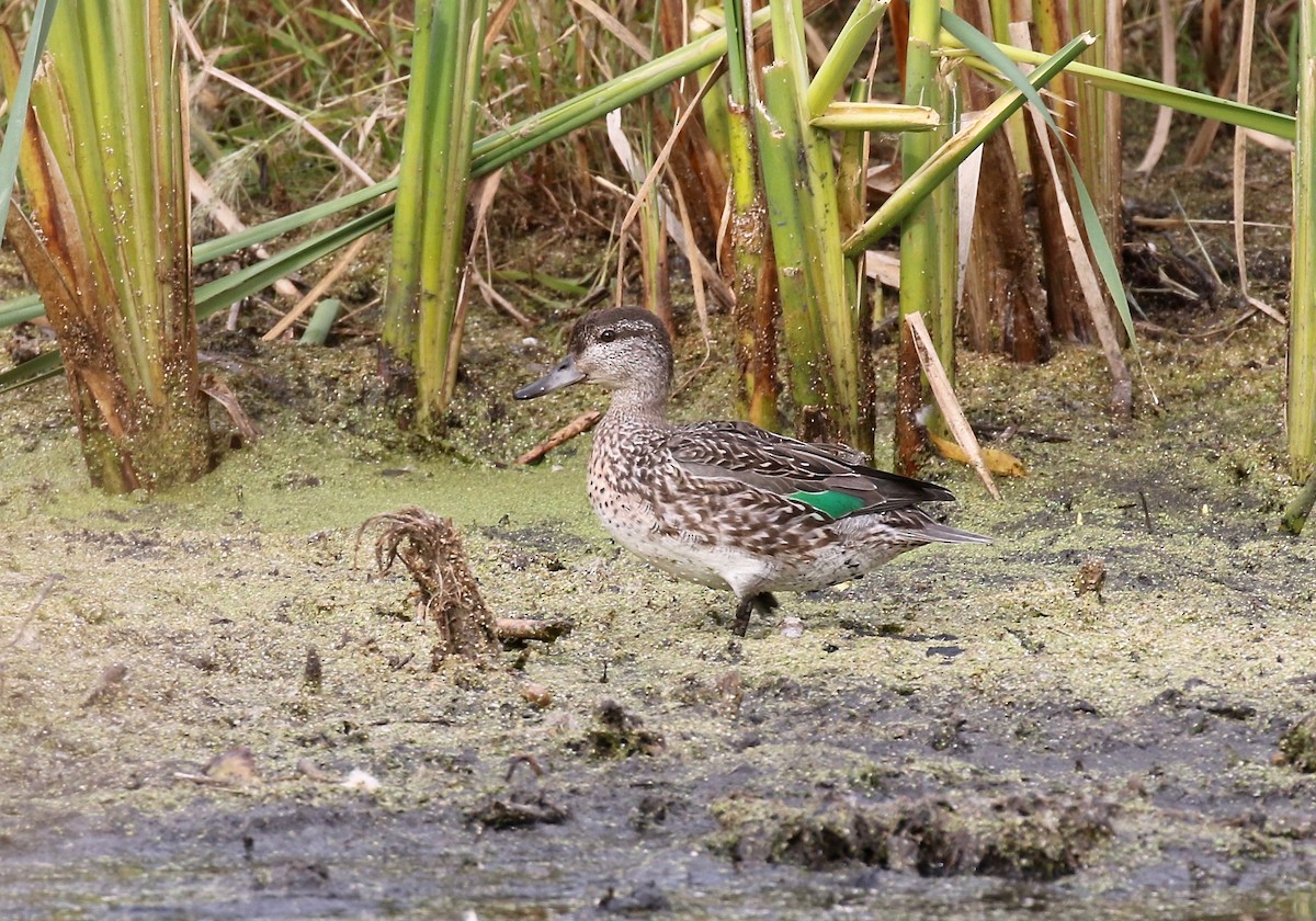 Green-winged Teal - ML503416891