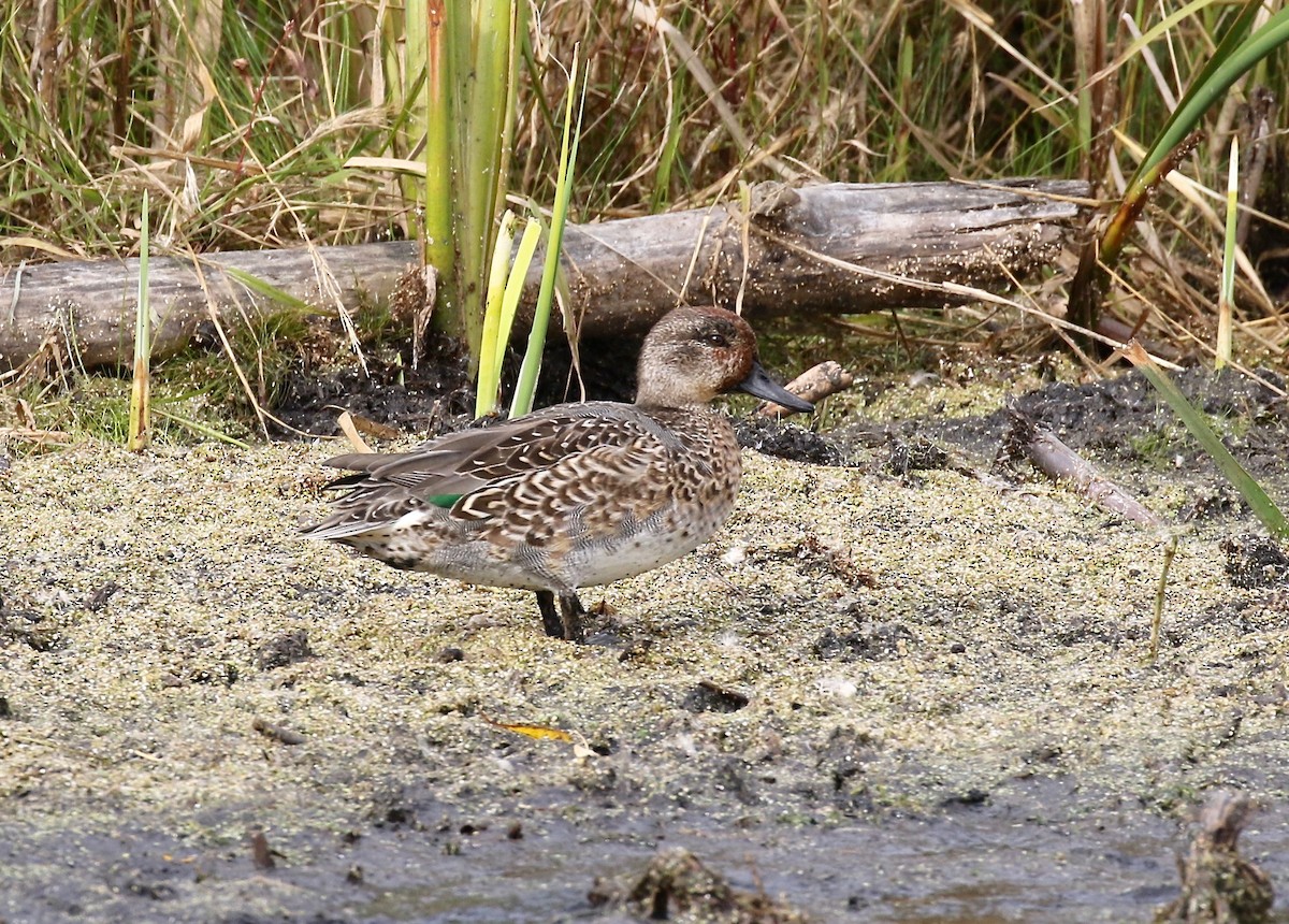 Green-winged Teal - ML503416901