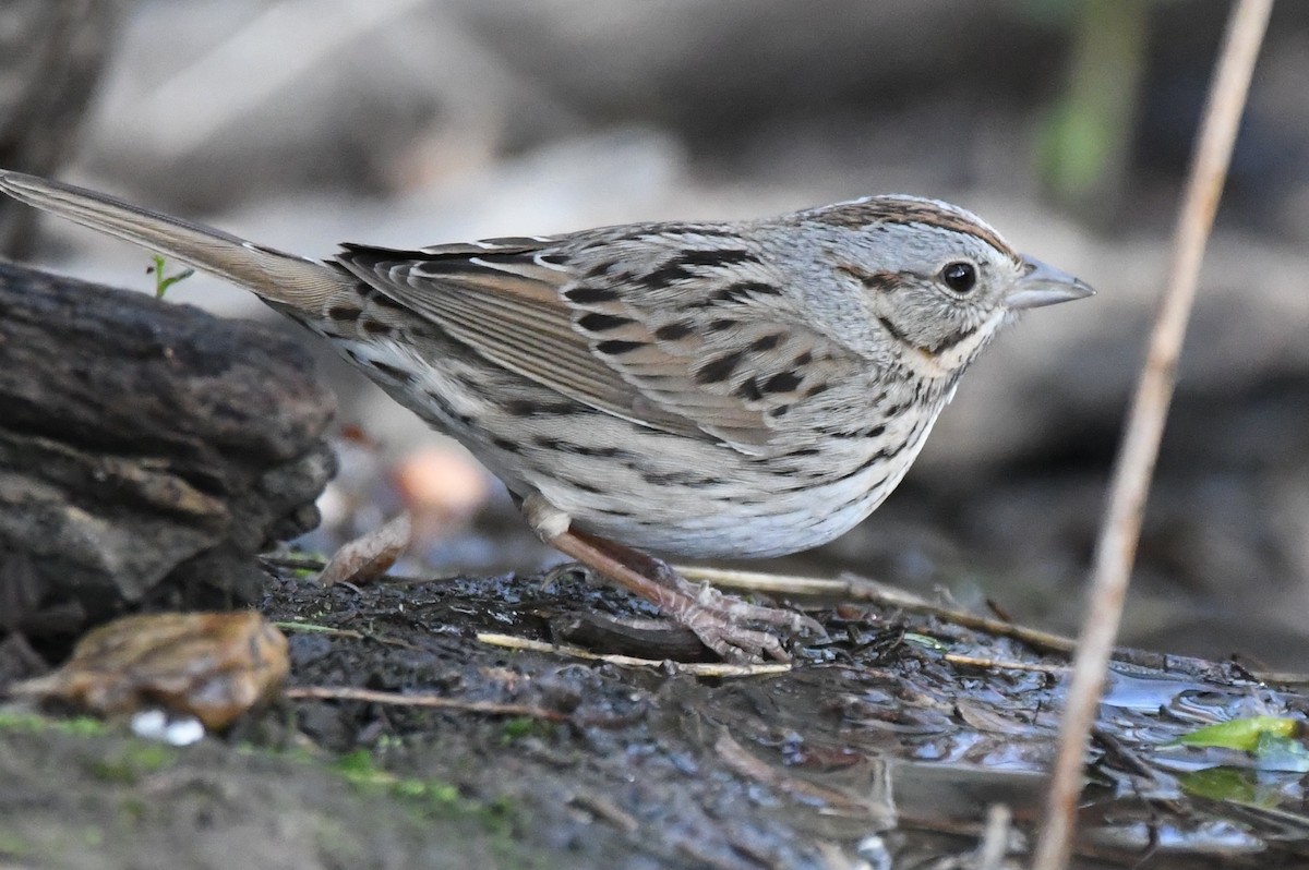 Lincoln's Sparrow - Cathryn Dippo