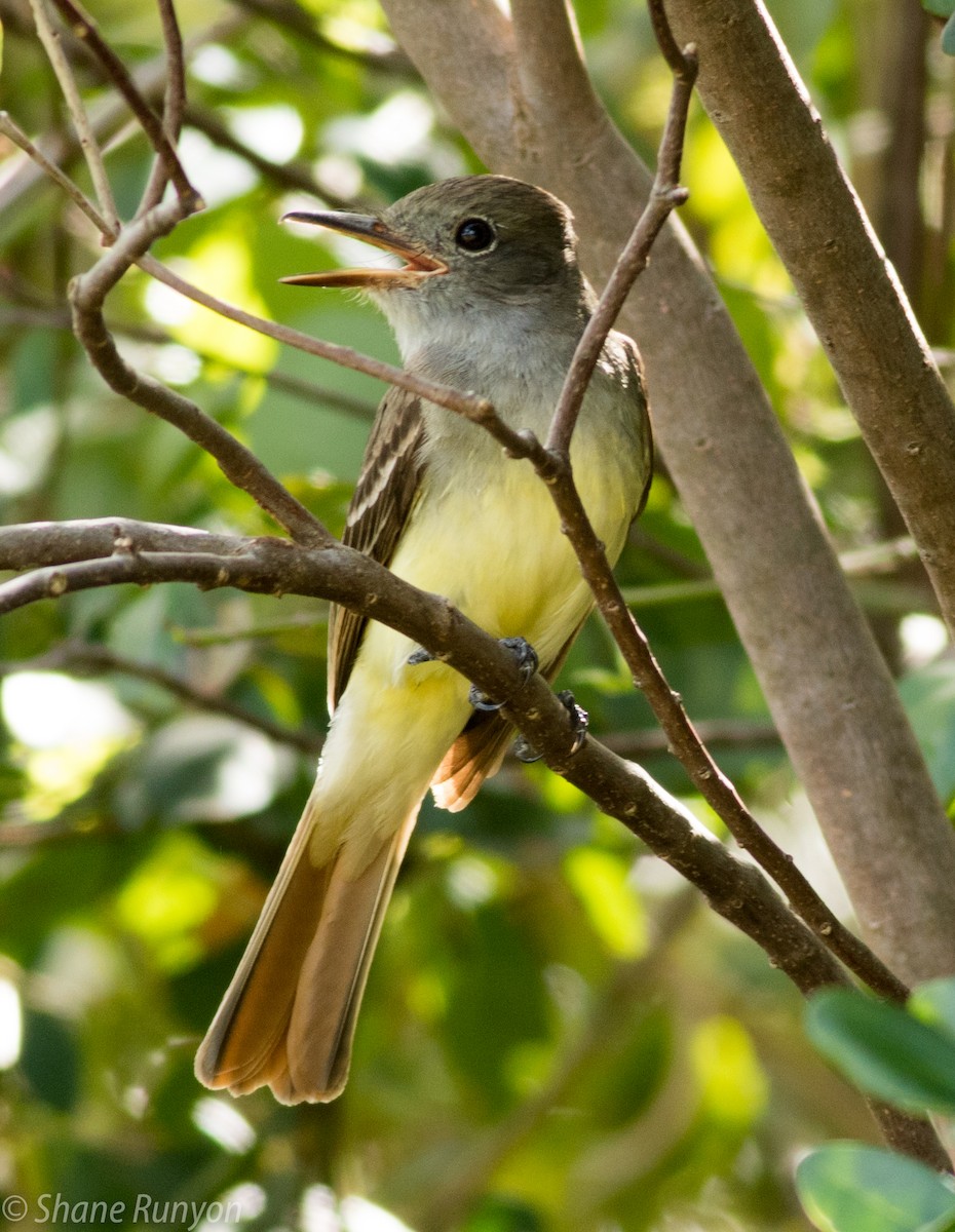 Great Crested Flycatcher - ML50342691