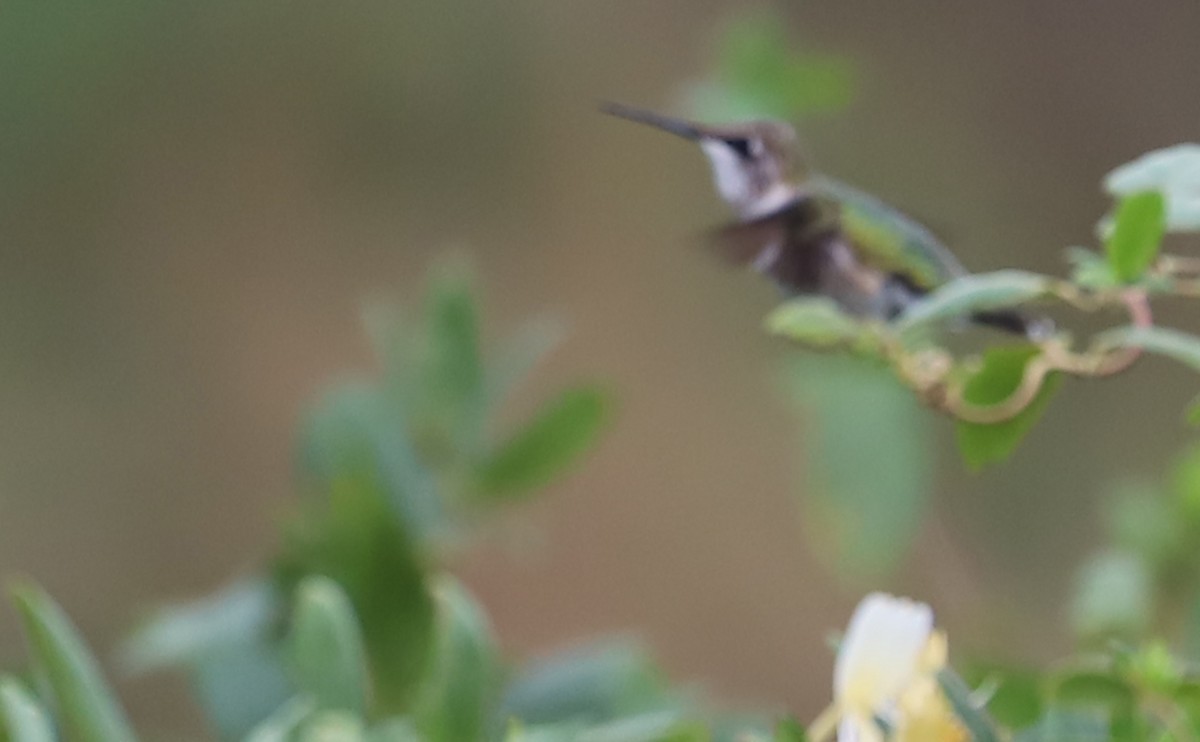 Ruby-throated/Black-chinned Hummingbird - Rob Bielawski