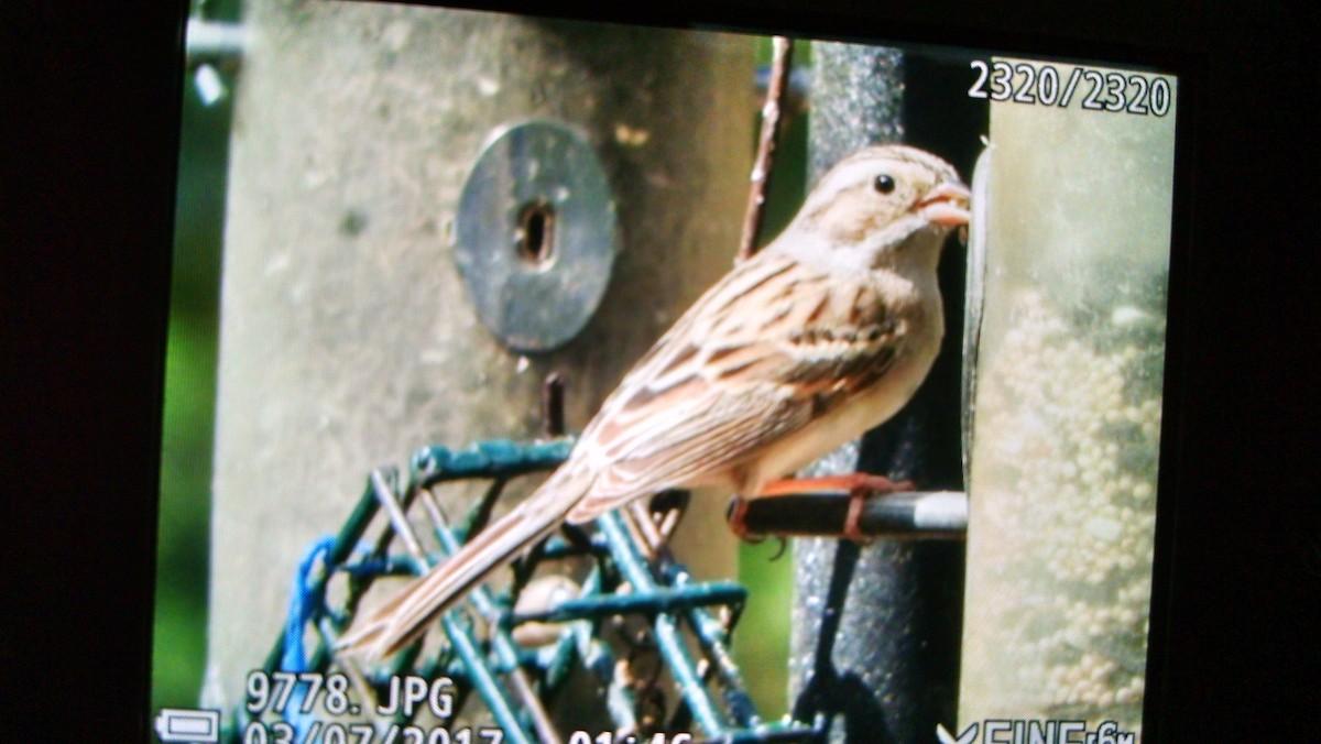 Clay-colored Sparrow - ML50342751