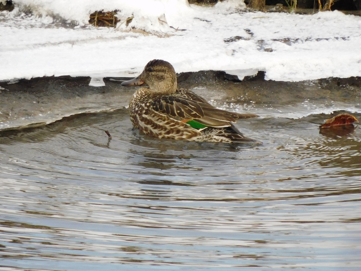 Green-winged Teal - ML503427811