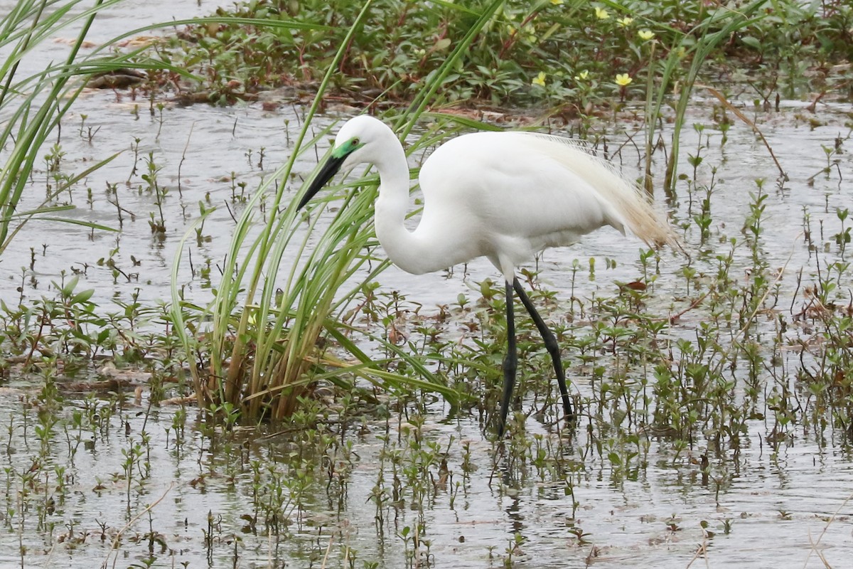 Great Egret (African) - Trina Anderson