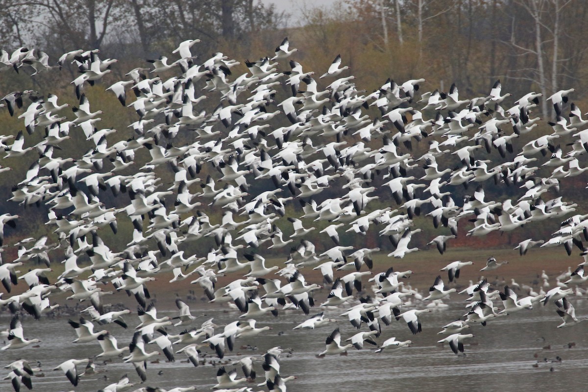 eBird Checklist - 13 Nov 2022 - Mann Lake - 7 species (+2 other taxa)