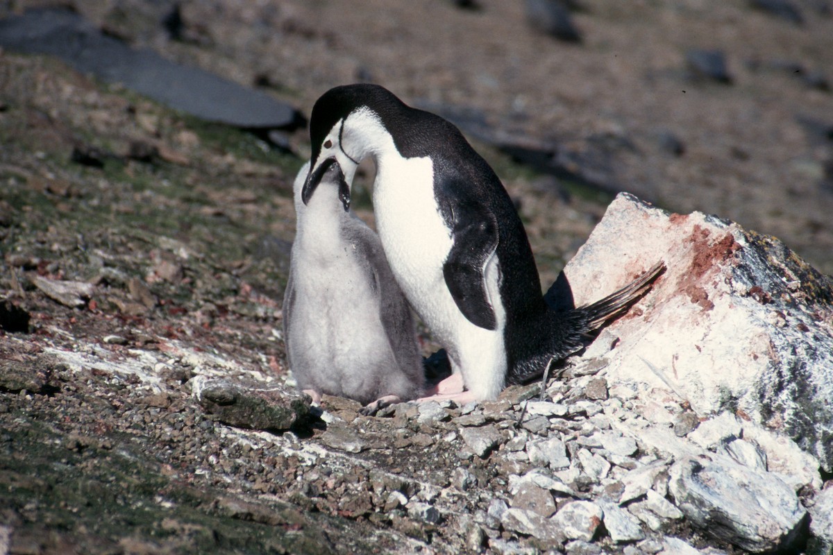 Пінгвін антарктичний - ML503439691