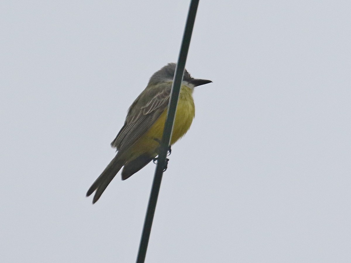 eBird Checklist 13 Nov 2022 Great Bay Farm, Greenland 4 species