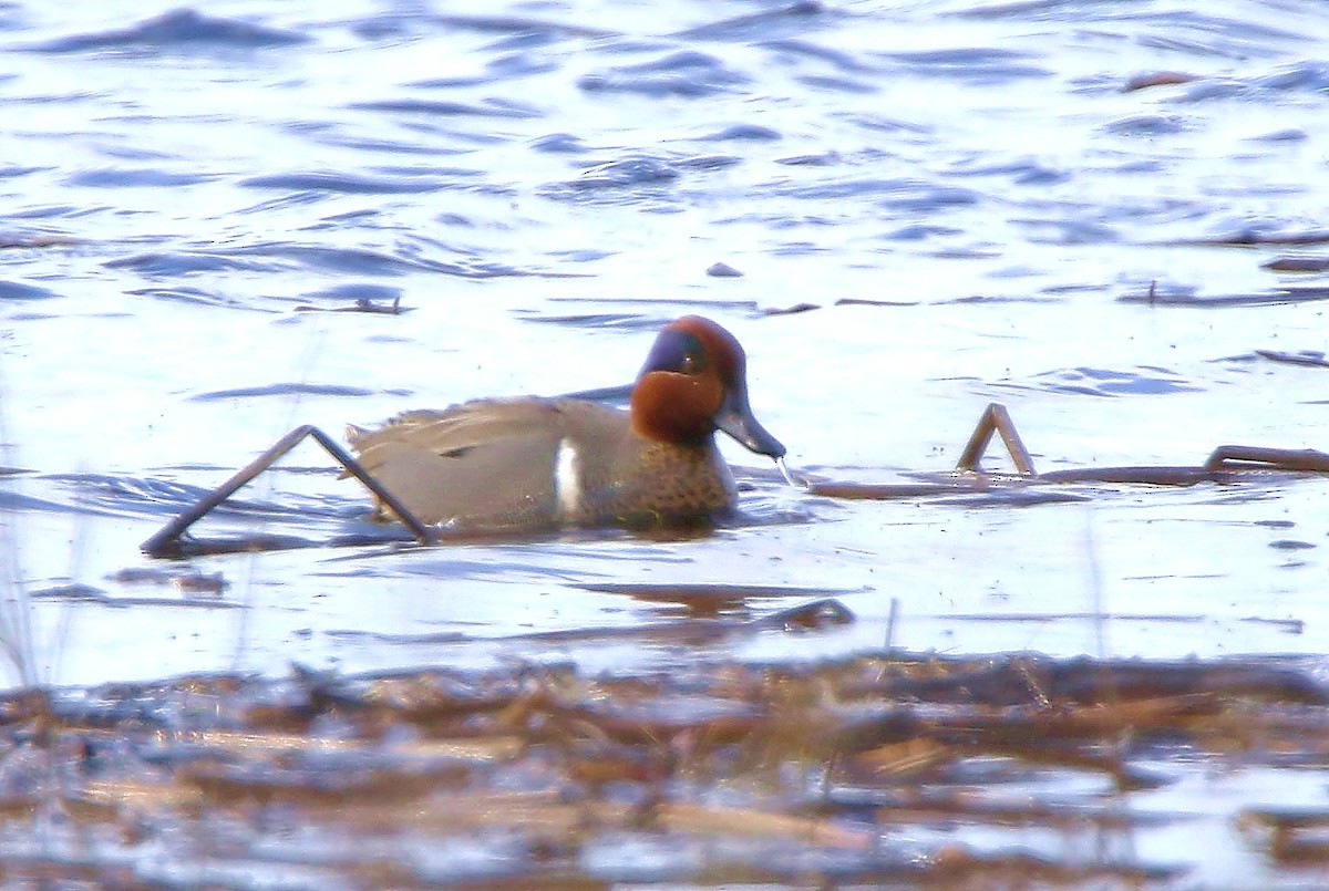 Green-winged Teal - Glenn Anderson