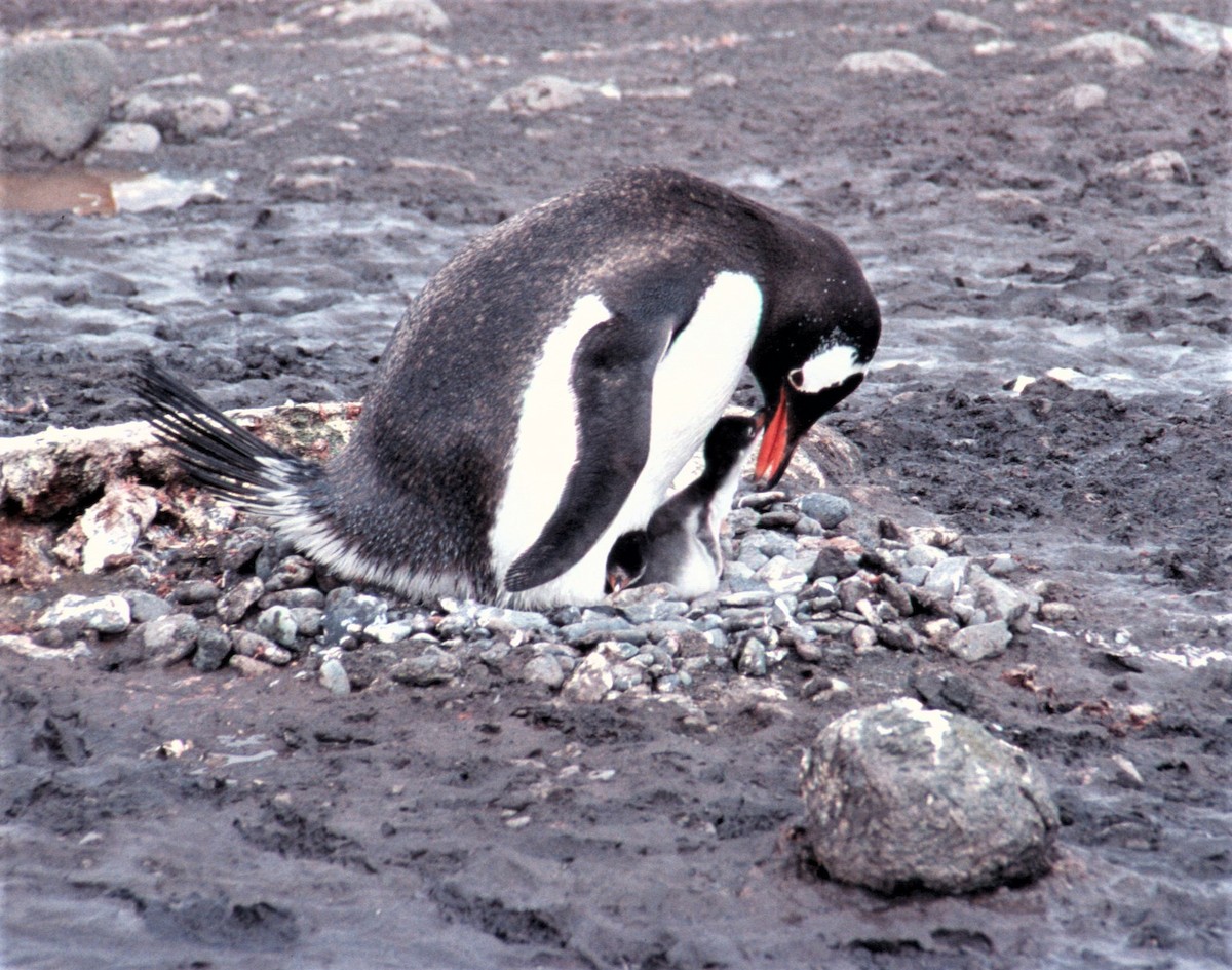 Gentoo Penguin - Nancy  Ogden