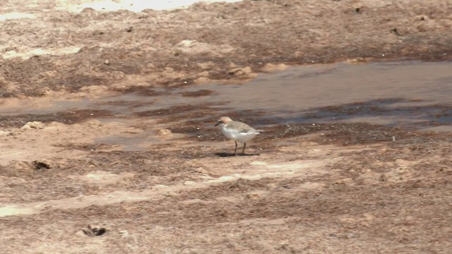 Red-capped Plover - ML503449061