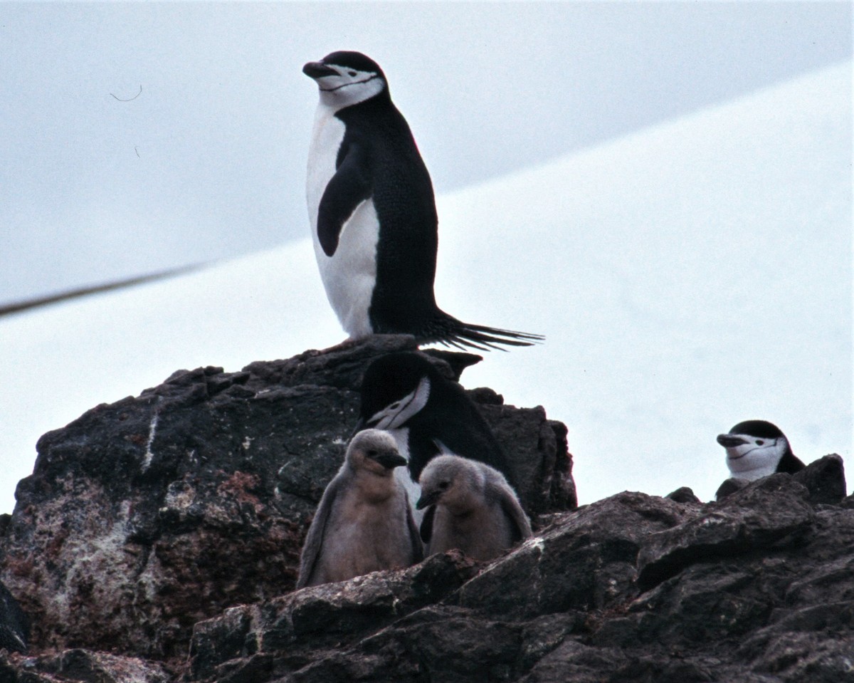 Пінгвін антарктичний - ML503449661