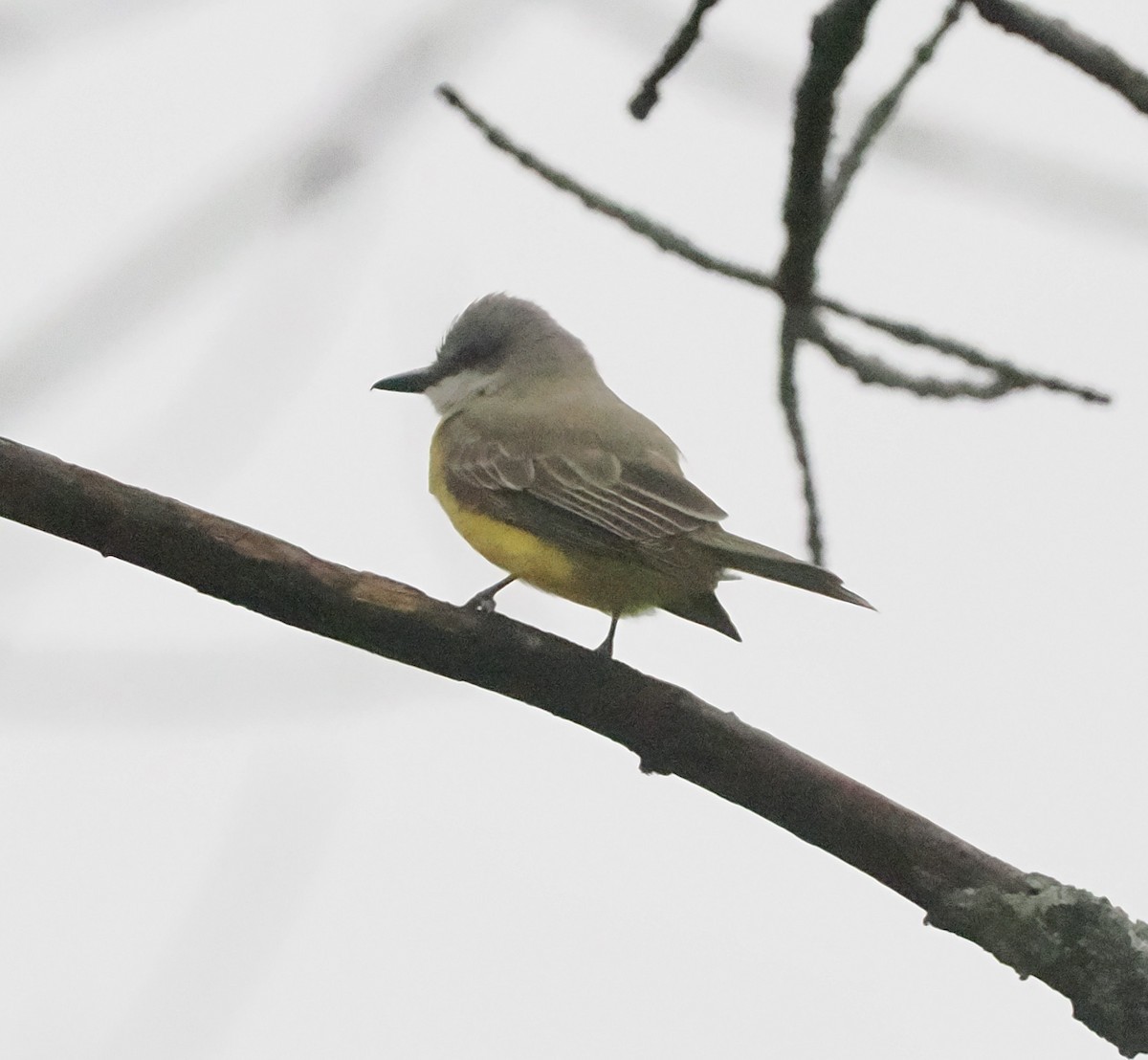 eBird Checklist 13 Nov 2022 Great Bay Farm, Greenland 9 species