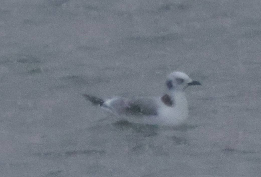 Mouette tridactyle - ML503451301