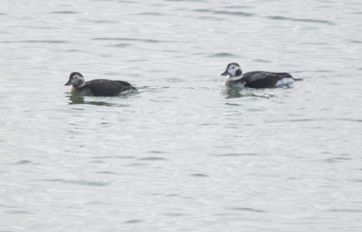 Long-tailed Duck - ML503452311